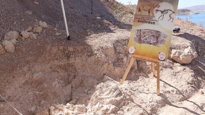 Kayseri’deki kazılardan 7.7 milyon yıllık ‘kılıç dişli kaplan’ çıktı