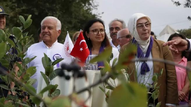 Yalova’da Organik Aronya Hasat Dönemi Başladı