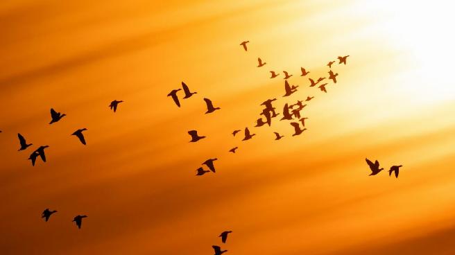 ABD’de kuşlar göç alışkanlıklarını terk ediyor: ’50 yıl içinde 389 kuş türü yok olma tehlikesiyle karşı karşıya’