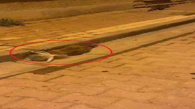 Bursa’da Poşetle Bağlanan Kedi Kurtarıldı