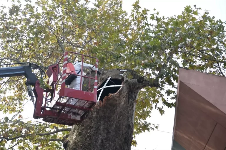 Bursa’daki Tarihi Çınar Ağacına Bakım ve Restorasyon Çalışması Başlatıldı