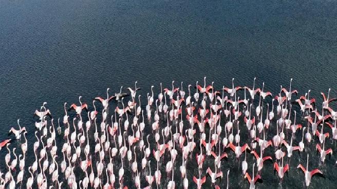 İzmit Körfezi’ndeki dip çamuru temizliği biyoçeşitliliği artırıyor