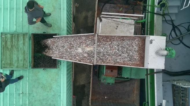 Sinop Türkeli’de Balıkçılar Hamsi Avında Tonlarca Balıkla Döndü