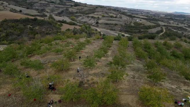 Tekirdağ’da Ceviz Hasadı Başladı