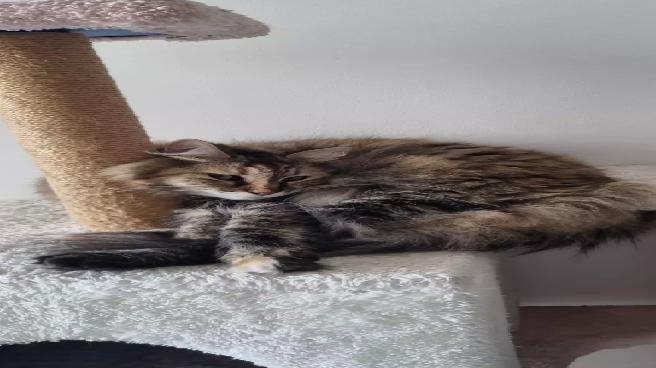 Tunus’tan Türkiye’ye dönen çift, kaybolan kedileri için hava yolu şirketine suç duyurusunda bulundu