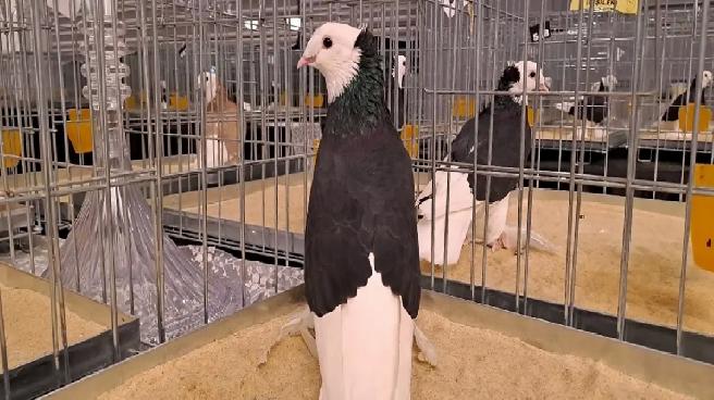 6. Tepeli Kostüm Güvercinleri Festivali Sakarya’da Gerçekleşti