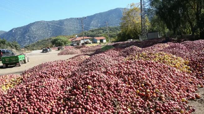 Eğirdir’de Kuraklık Elma Üretimini Olumsuz Etkiledi