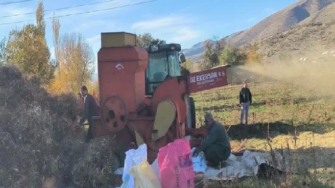 Malatya’da Kuru Fasulye Hasadı Başladı