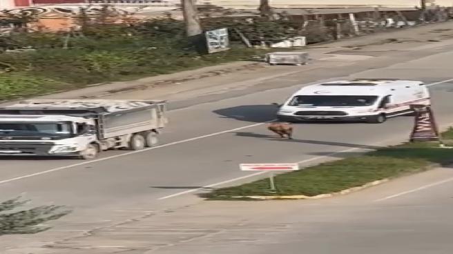 Pazar’da Kaçan İnek Trafiği Alt Üst Etti
