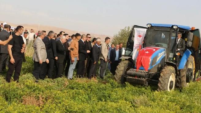 Şırnak’ta Yer Fıstığı Hasat Şenliği Düzenlendi