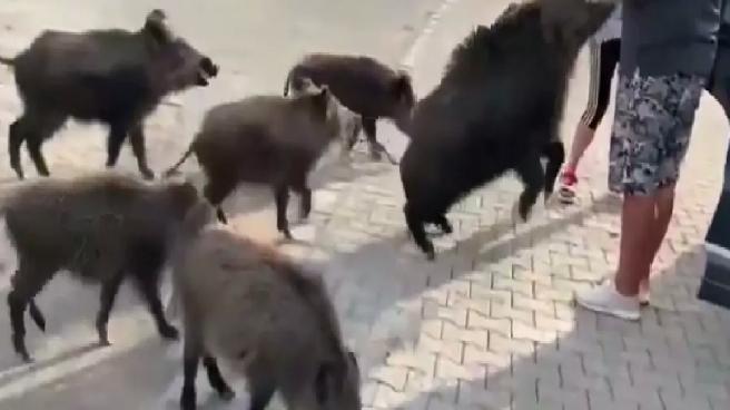 Yaban Domuzu Tatilcilerin Kolunu Isırdı