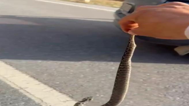 Zehirli Yılanı Ellerimle Yakalamak İsteyen Adamın Hikayesi
