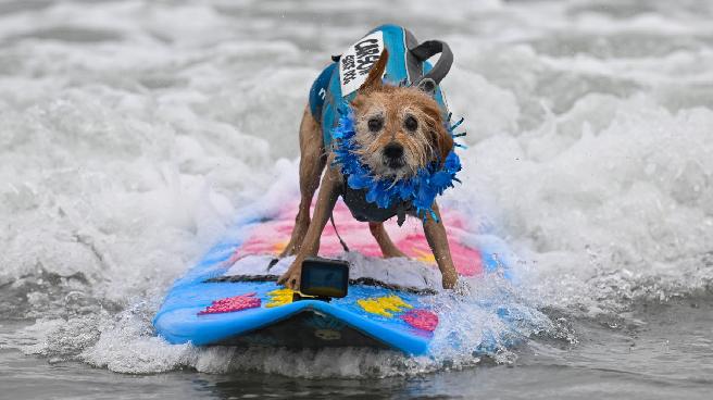 Bilim insanları bunu beklemiyordu: Köpeklerin beyni ‘gizemli şekilde’ genişliyor