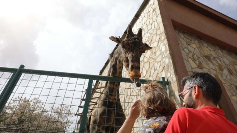 Gaziantep Doğal Yaşam Parkı’nın en eski misafirlerindendi: Zürafa ‘Şakir’ hayatını kaybetti