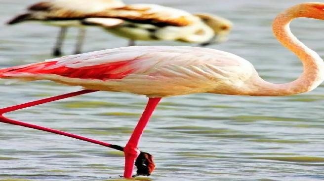 Göksu Deltası’nda göçmen kuş yoğunluğu