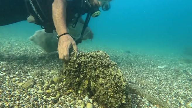 İstilacı istiridye ve midyeler, yerli deniz kestanelerinin yerini aldı